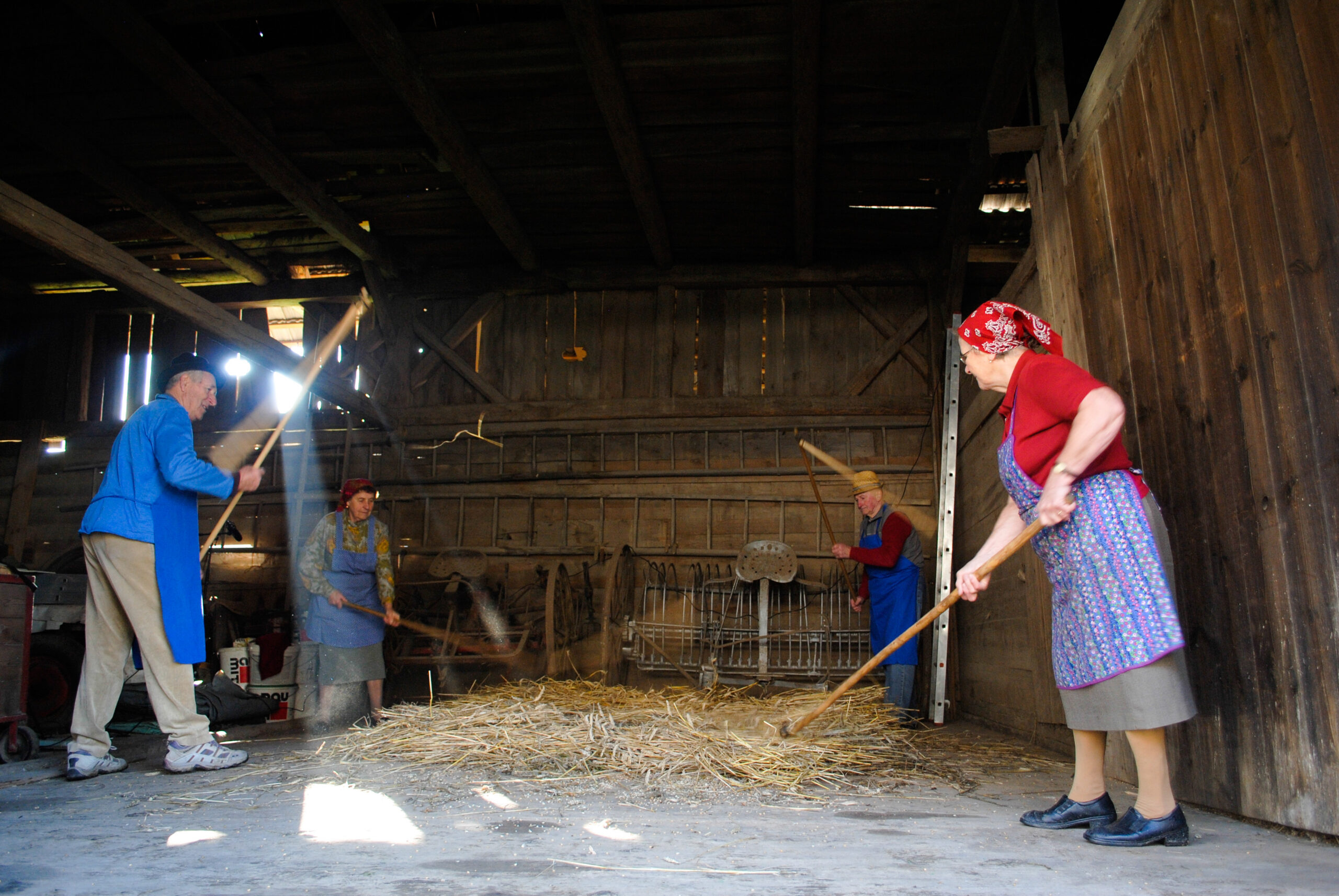 Threshing with hand flails – two pairs