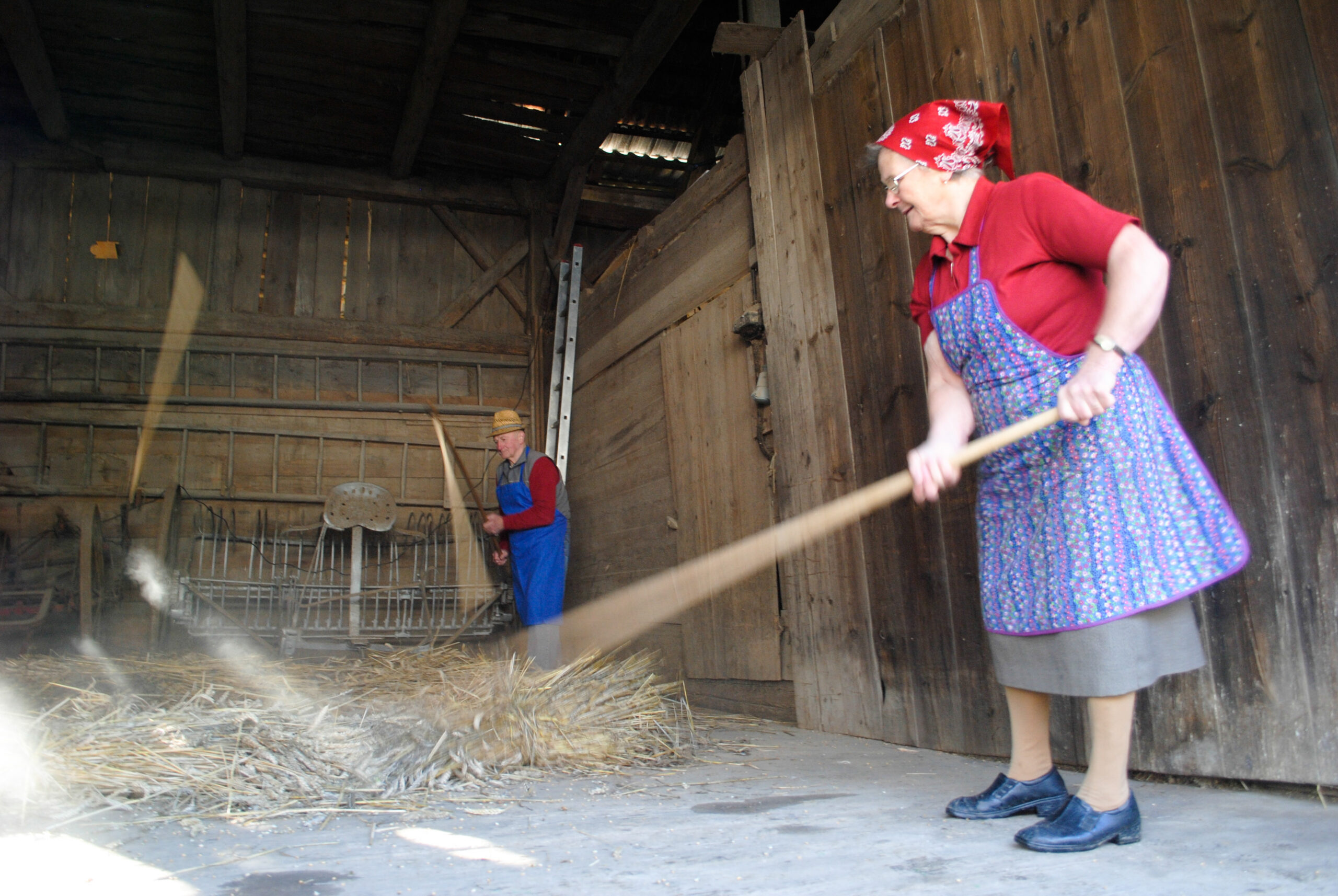 Threshing with hand flails – two men threshing