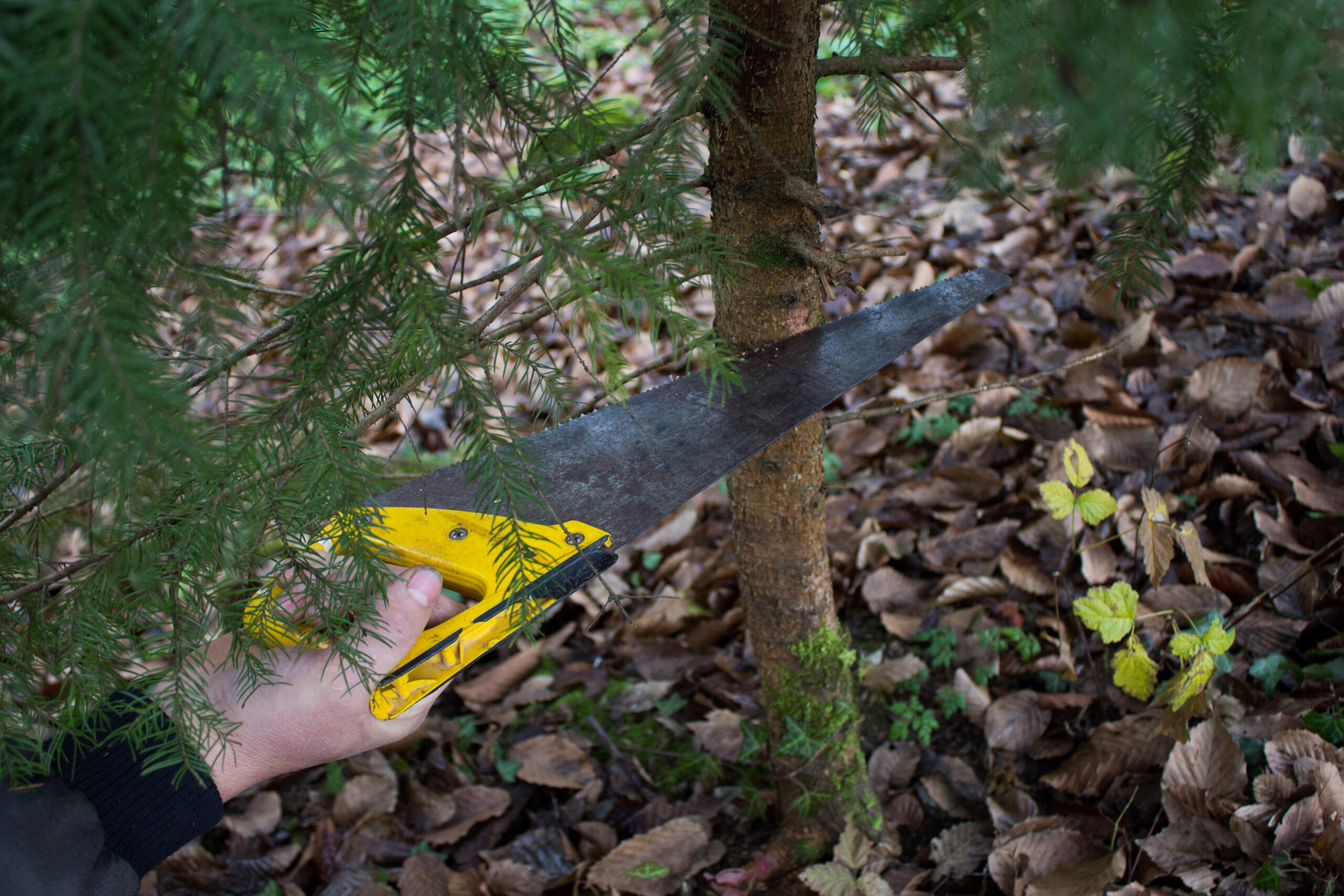 Felling a Christmas tree