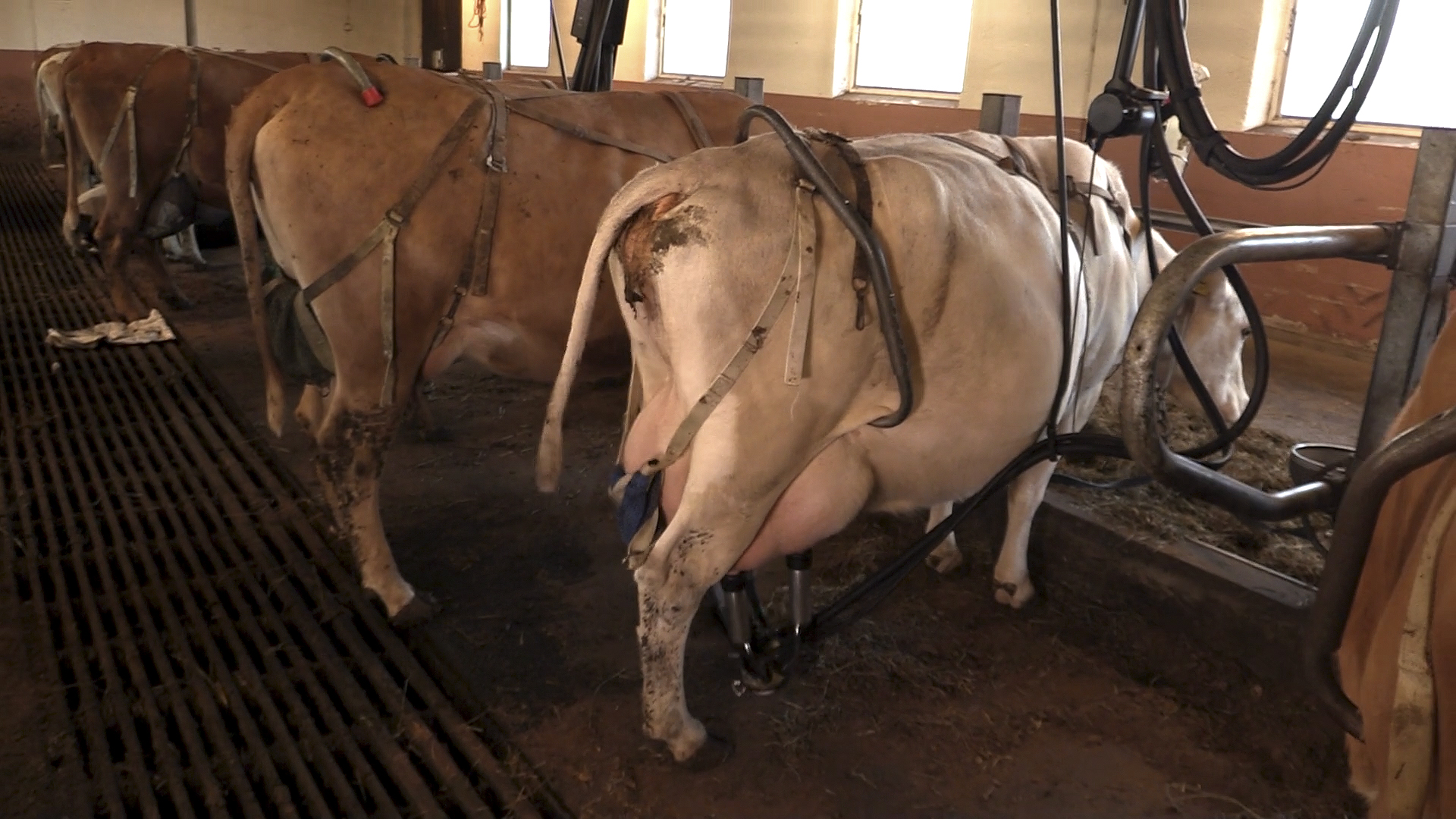 Milking unit