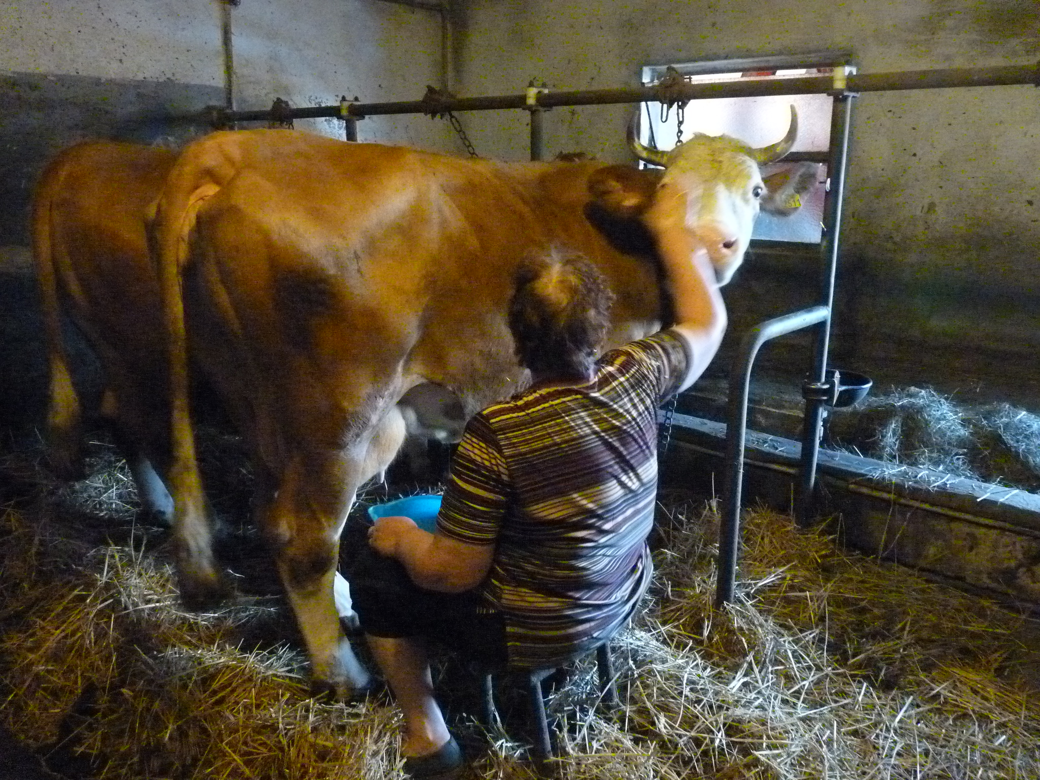 Hand milking