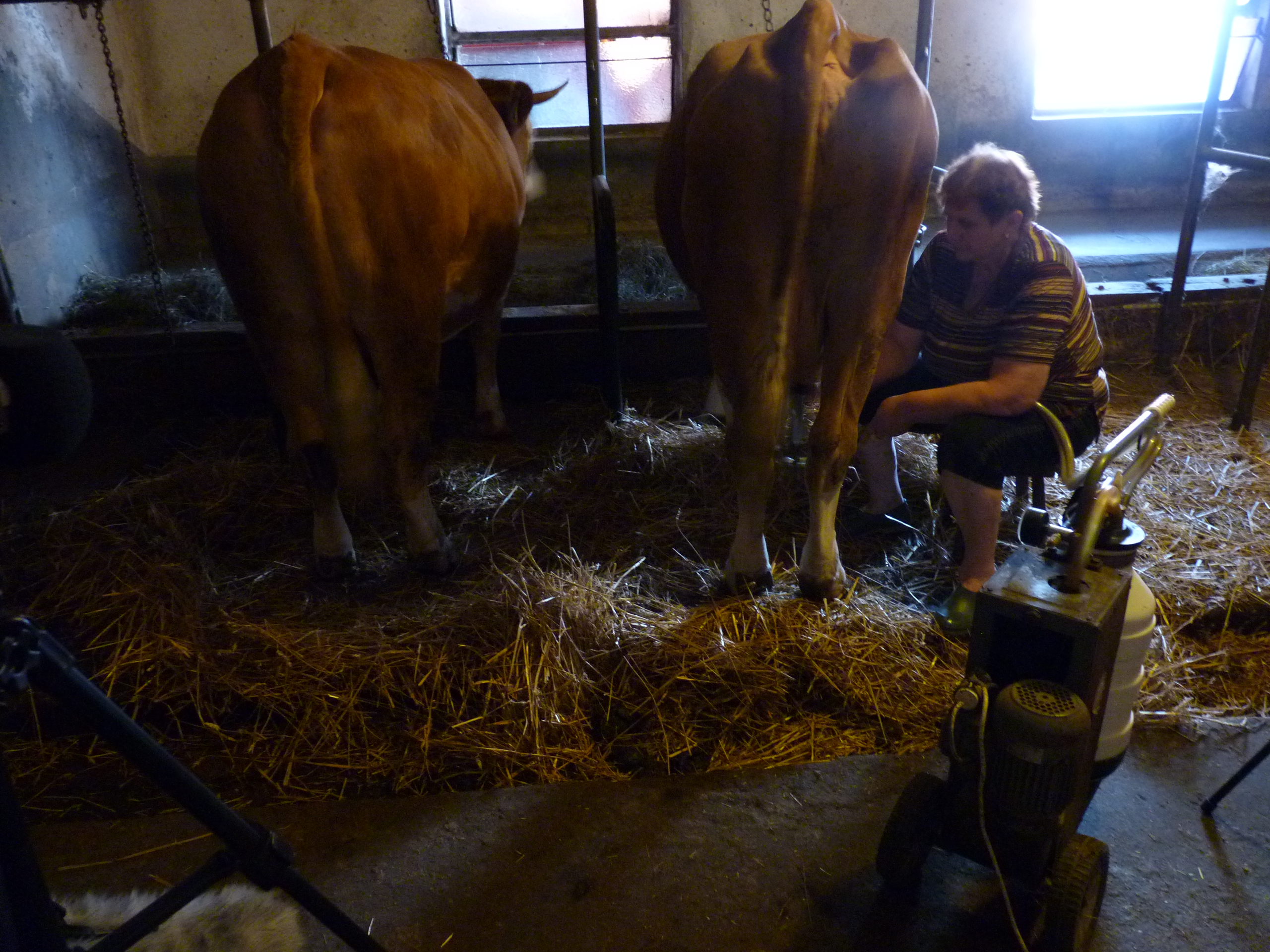Automatic milking