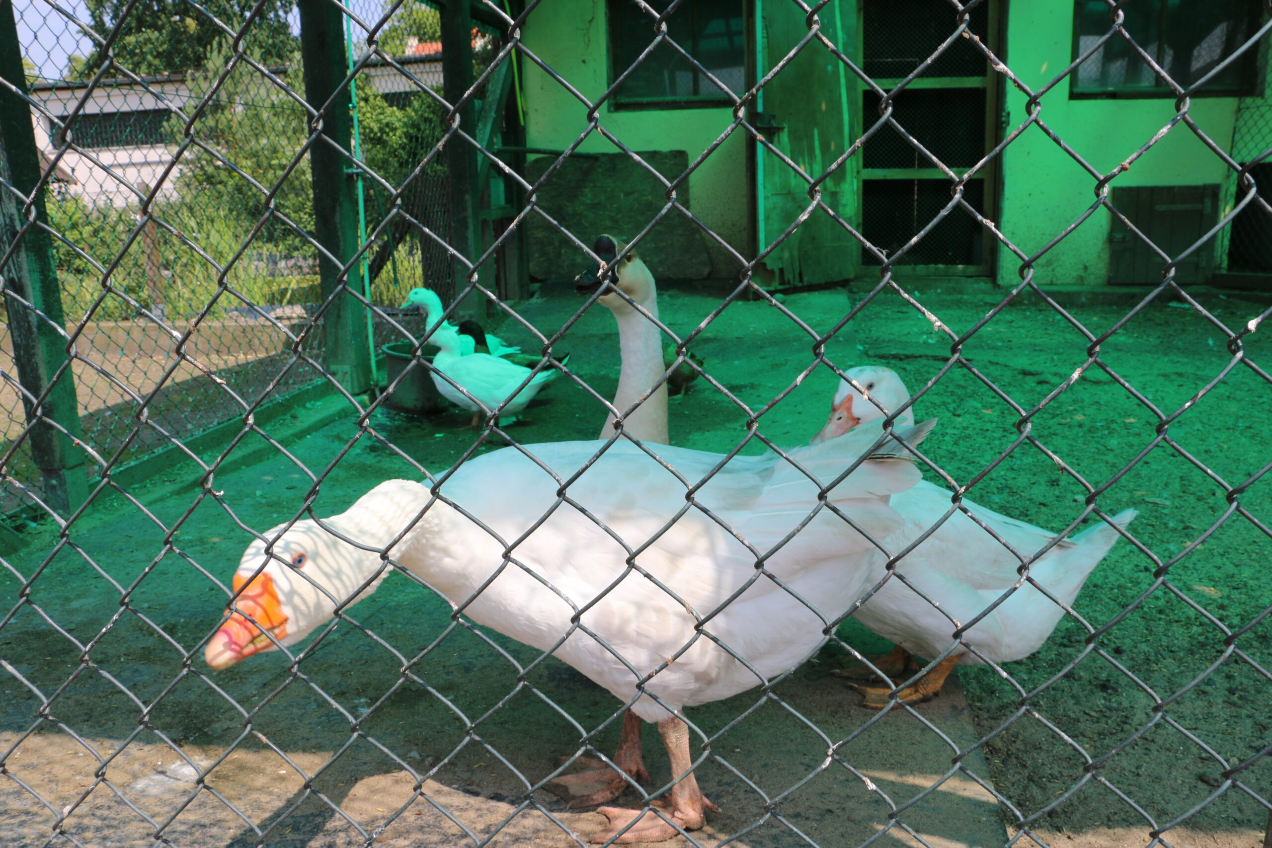 Poultry enclosure