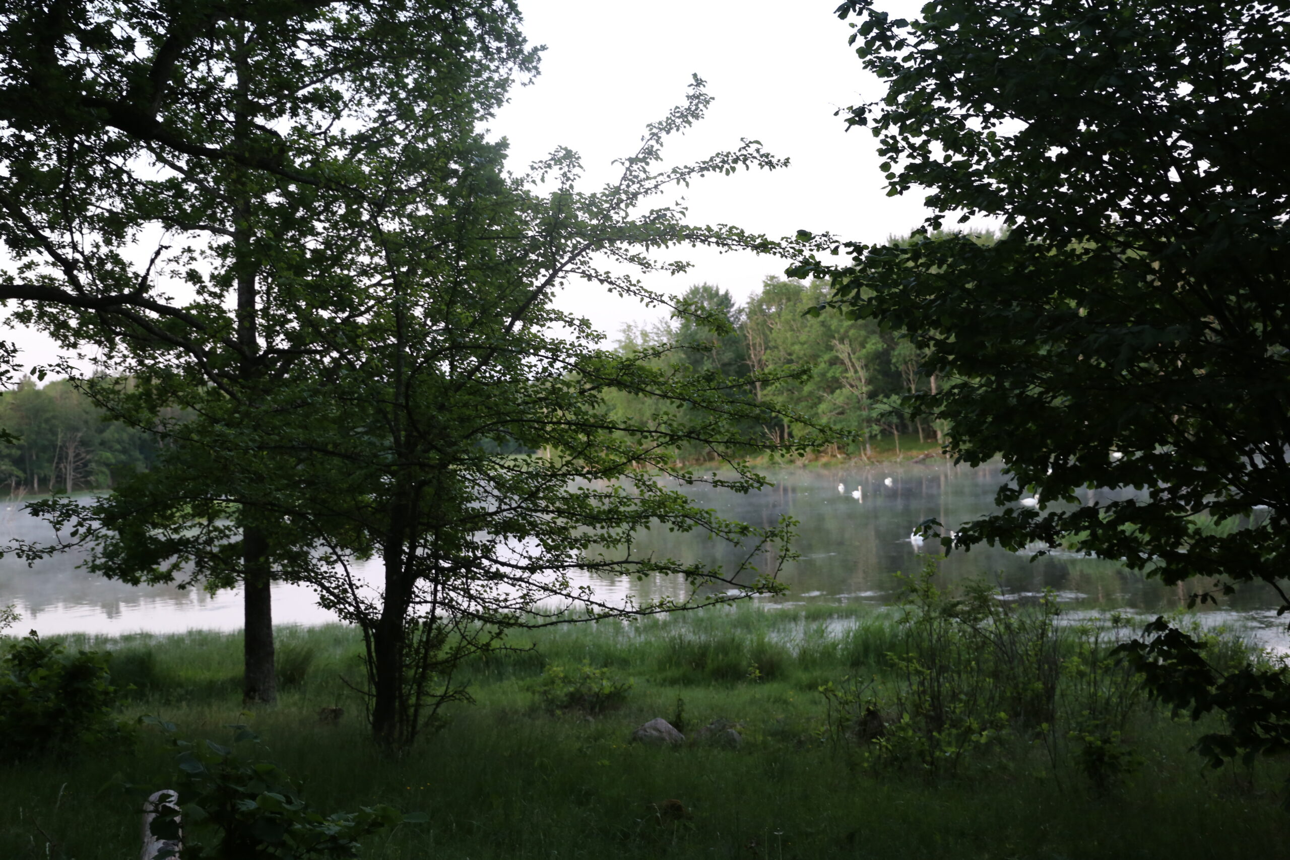 Tinnerö Oak Landscape- After dawn