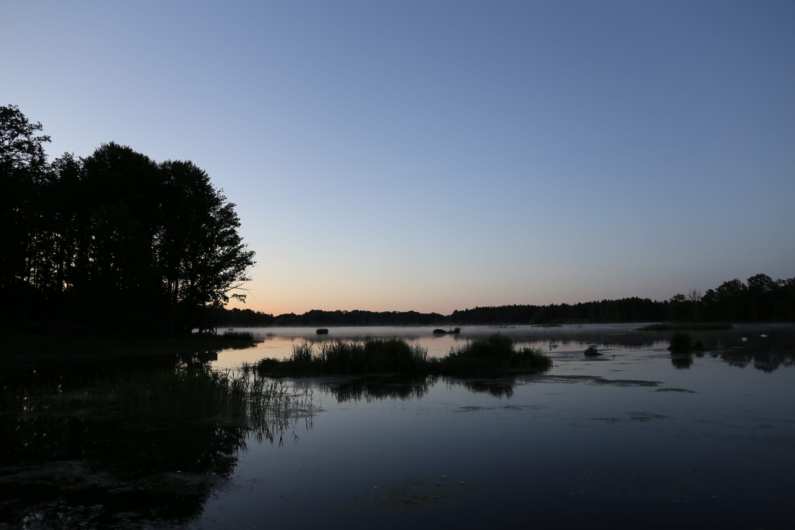 Tinnerö Oak Landscape- Dawn approaching