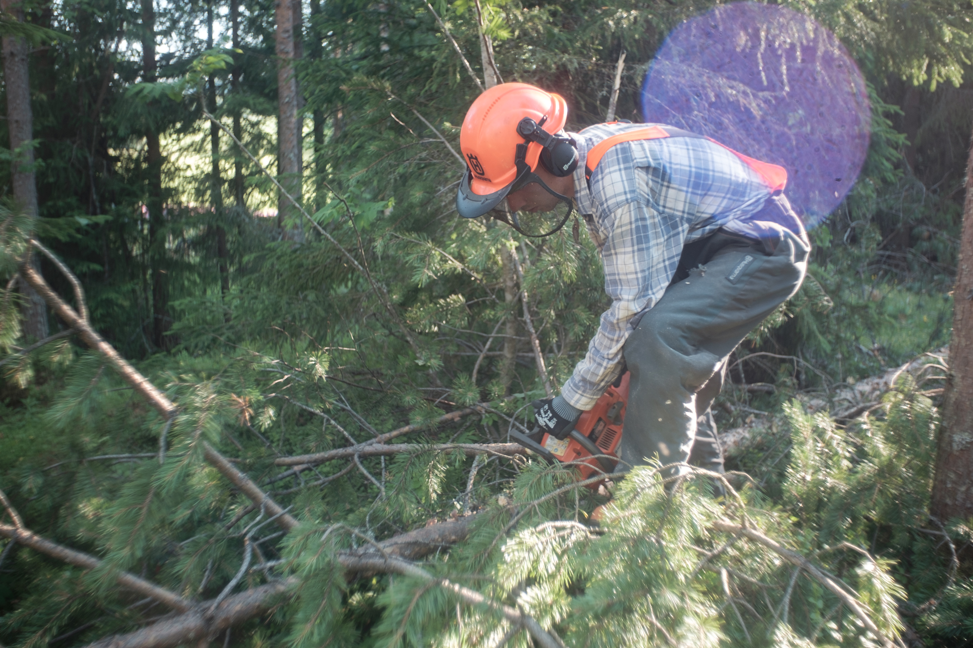 Tree Felling III: Limbing the Trunk