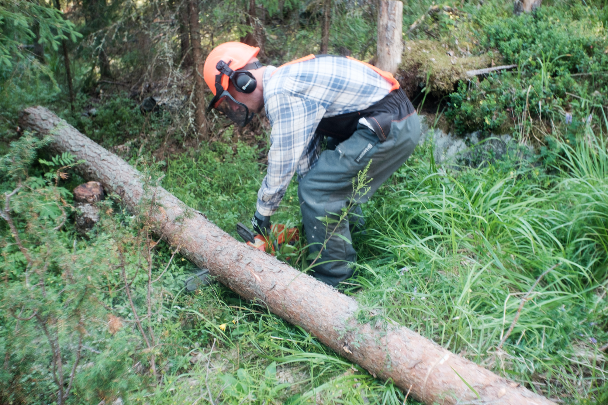 Tree Felling IV: Cutting the Trunk