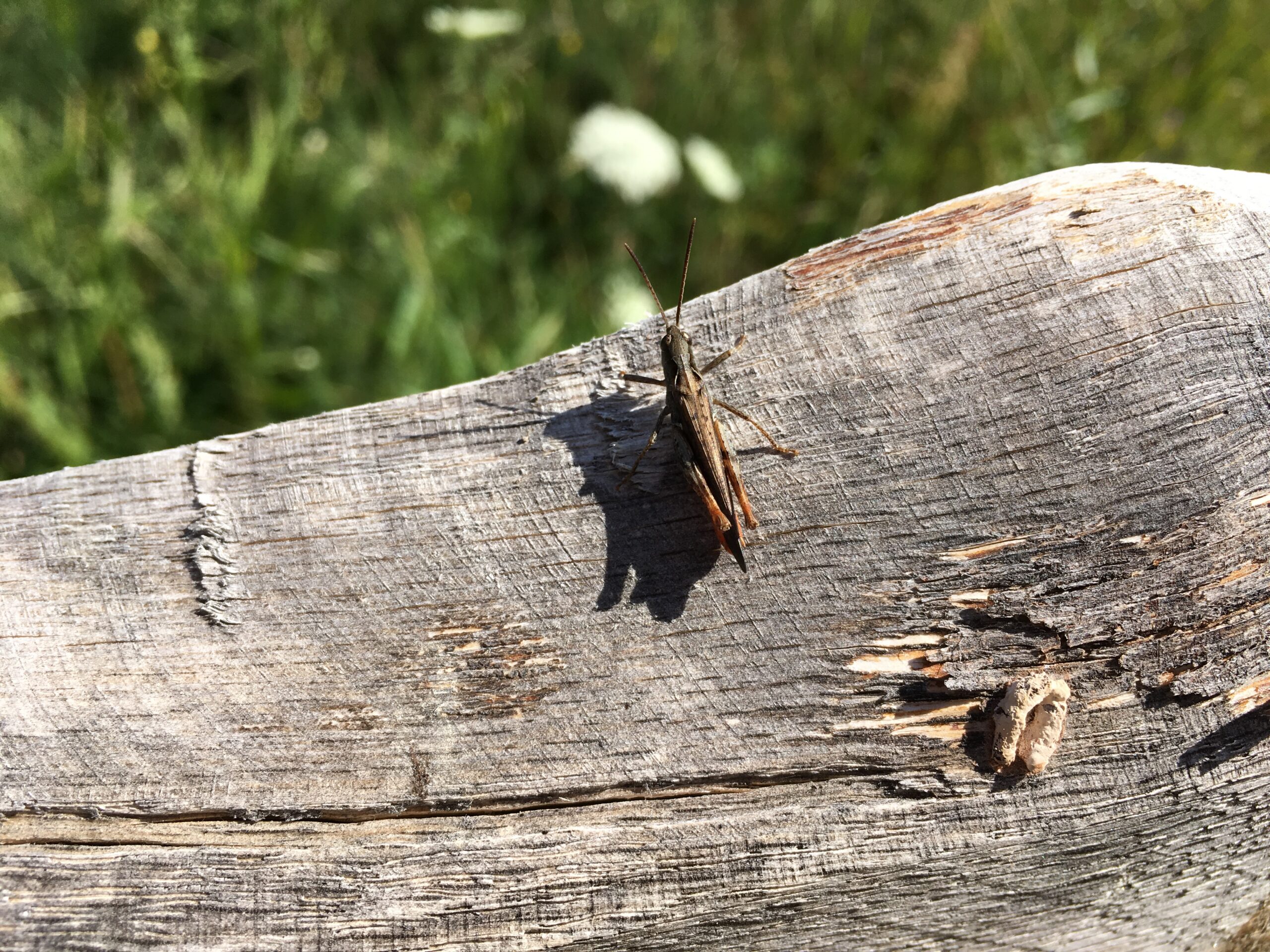 Valla forest Nature reserve - High summer day
