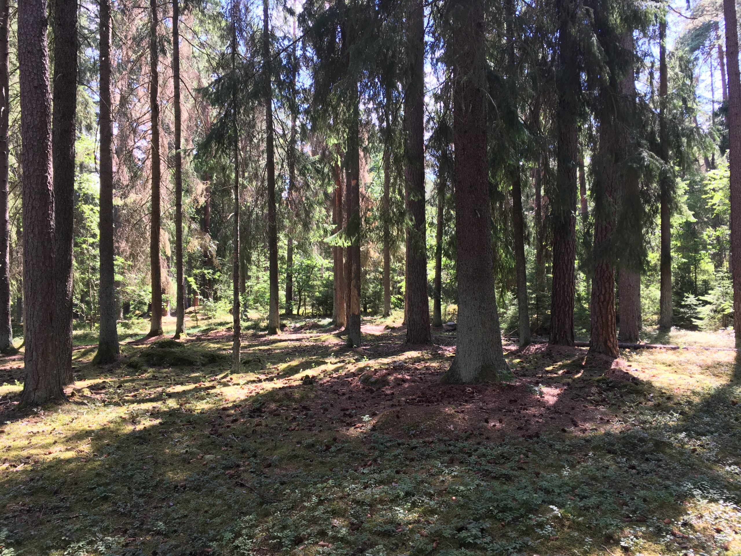 Valla forest Nature reserve - A quiet place