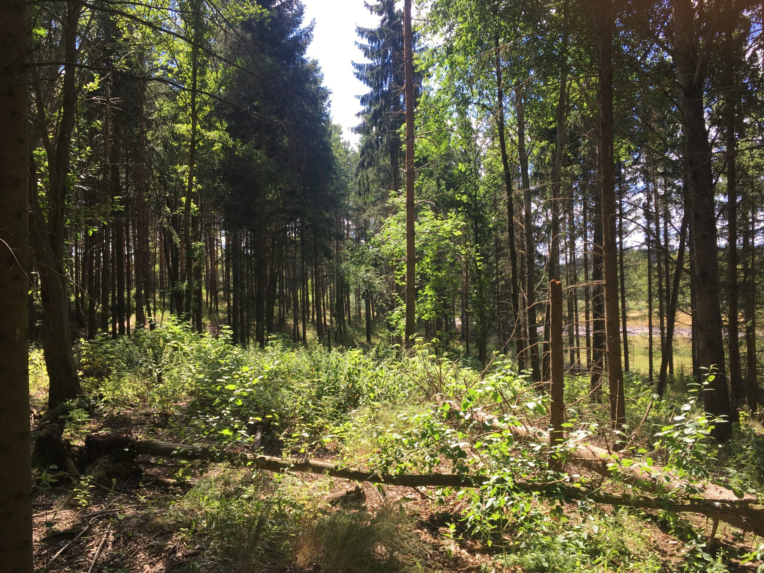Valla forest Nature reserve - close to a big road