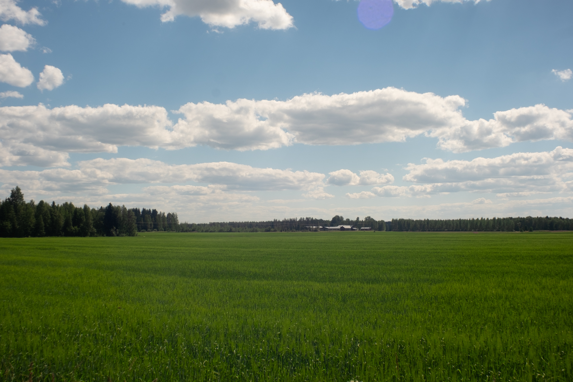 Locusts in the Countryside