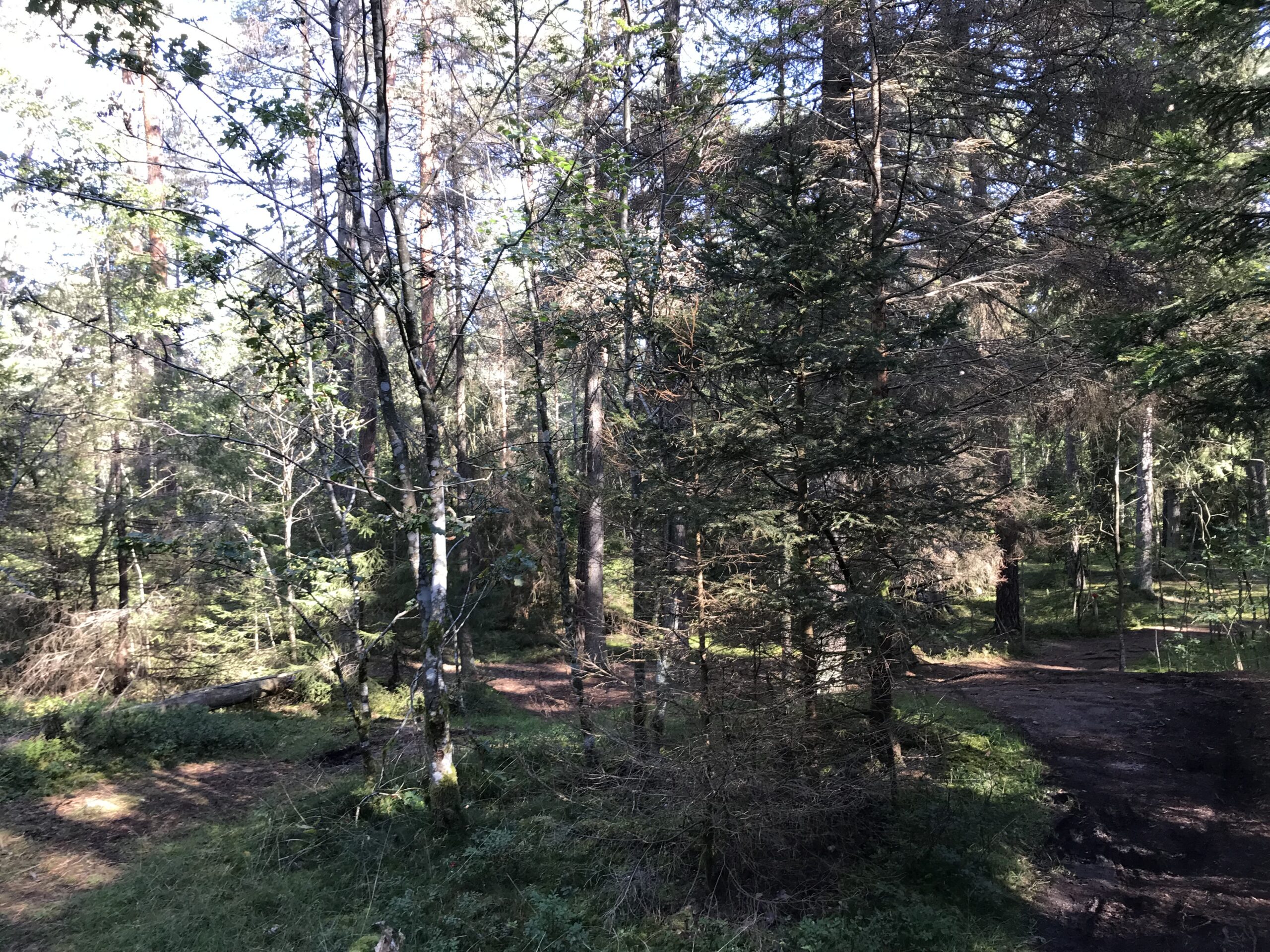 Valla forest Nature reserve - A quiet place part 2